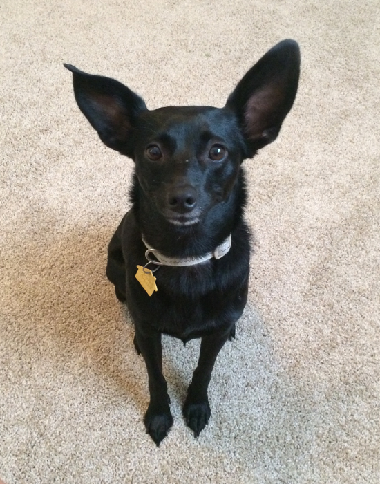 a small black chihuahua mix with large ears and a tan collar with yellow keychain sitting on a carpeted floor, staring at the camera